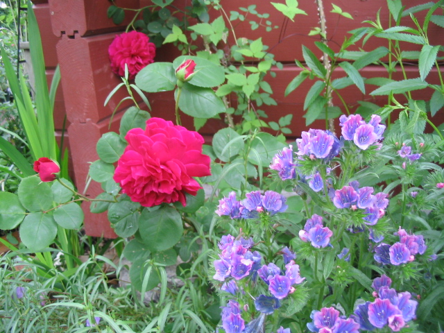 バラの色合わせ 過去のブログ記事 K S Garden
