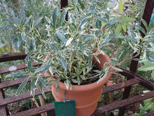 おすすめの常緑斑入り植物 中低木編 過去のブログ記事 K S Garden